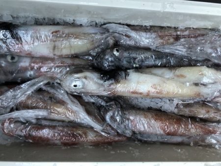 幸風（さちかぜ） 釣果