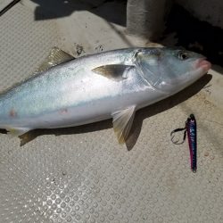 遊漁船 ニライカナイ 釣果