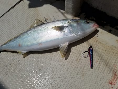 遊漁船 ニライカナイ 釣果