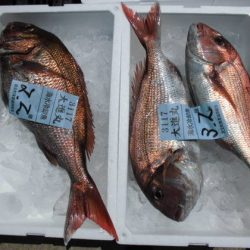 大進丸(新潟) 釣果