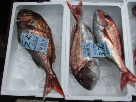 大進丸（新潟） 釣果