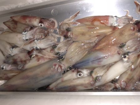 幸風（さちかぜ） 釣果