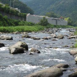 狩野川(狩野川漁業協同組合) 釣果