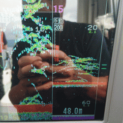 遊漁船ブルーウッズ 釣果