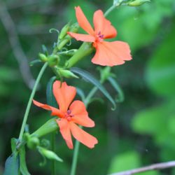 小菅トラウトガーデン 釣果