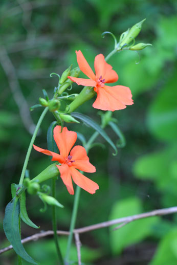 小菅トラウトガーデン 釣果