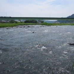 狩野川(狩野川漁業協同組合) 釣果