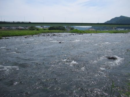 狩野川（狩野川漁業協同組合） 釣果