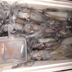 幸風（さちかぜ） 釣果