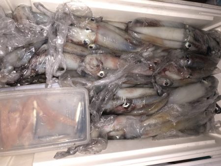 幸風（さちかぜ） 釣果