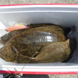 大進丸(新潟) 釣果