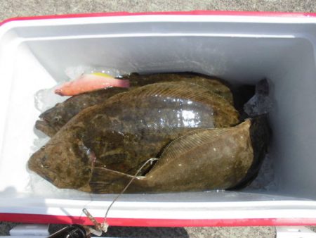 大進丸(新潟) 釣果