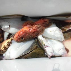 大進丸(新潟) 釣果