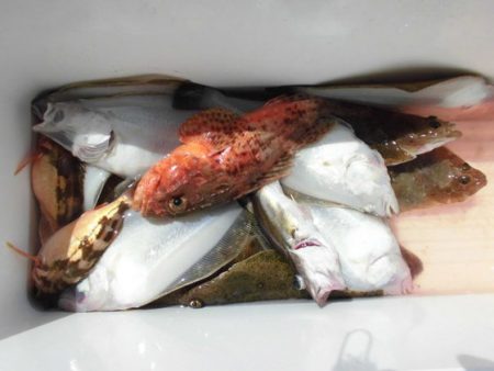 大進丸（新潟） 釣果