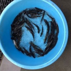 狩野川(狩野川漁業協同組合) 釣果