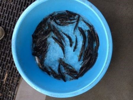 狩野川(狩野川漁業協同組合) 釣果