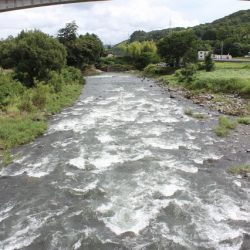 狩野川(狩野川漁業協同組合) 釣果