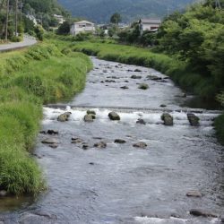 狩野川(狩野川漁業協同組合) 釣果