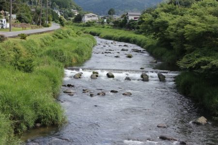 狩野川(狩野川漁業協同組合) 釣果