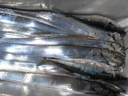 こうゆう丸 釣果