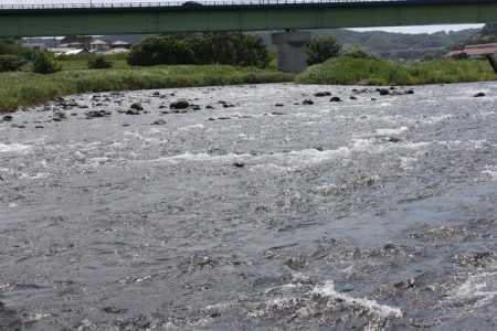 狩野川（狩野川漁業協同組合） 釣果