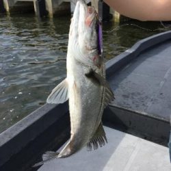 シーマジカル 釣果