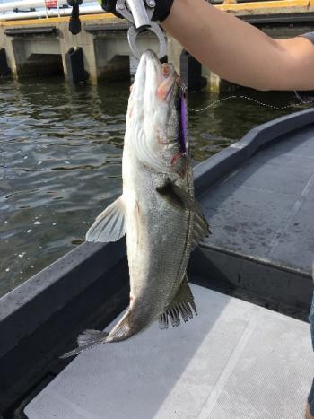 シーマジカル 釣果