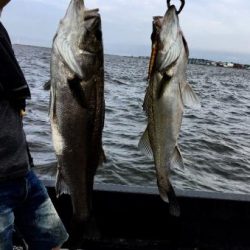 シーマジカル 釣果