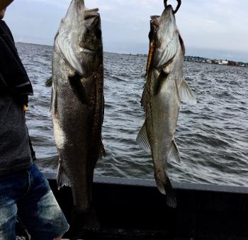 シーマジカル 釣果