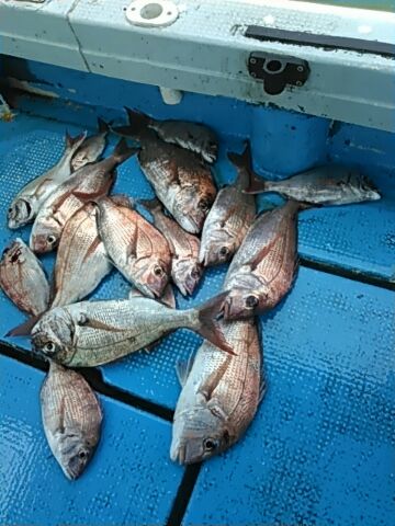 フィッシングガイド りょう 釣果