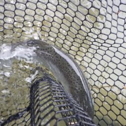 フィッシングレイクたかみや 釣果