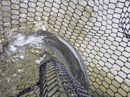 フィッシングレイクたかみや 釣果