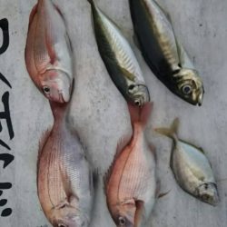 網屋丸 釣果