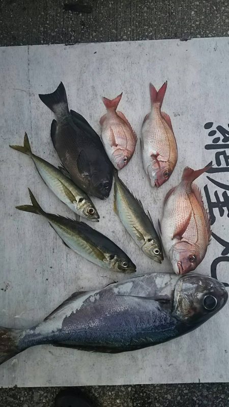 網屋丸 釣果