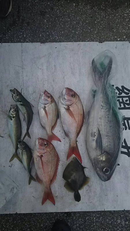 網屋丸 釣果