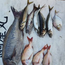 網屋丸 釣果