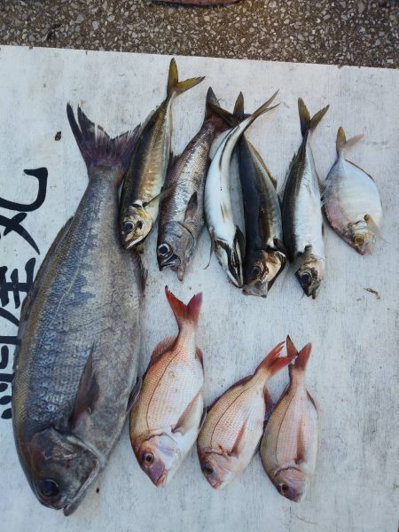 網屋丸 釣果
