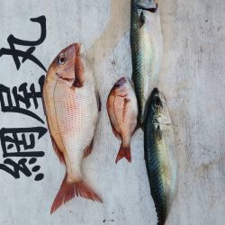 網屋丸 釣果