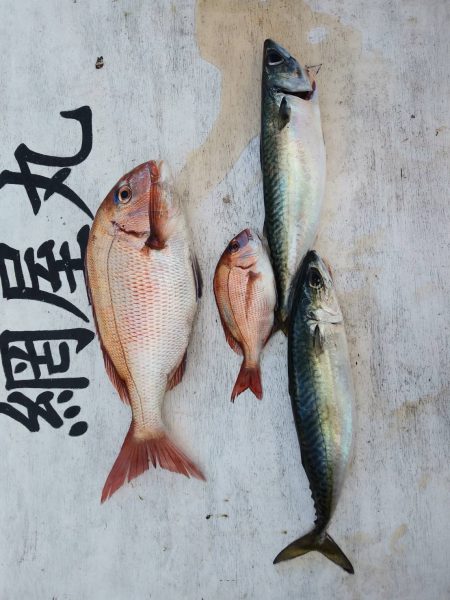 網屋丸 釣果