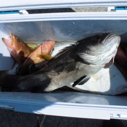 大進丸（新潟） 釣果