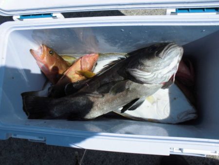 大進丸（新潟） 釣果