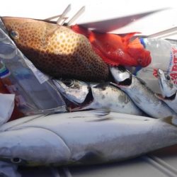 遊漁船 新鋭丸 釣果