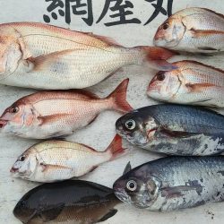 網屋丸 釣果