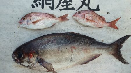 網屋丸 釣果