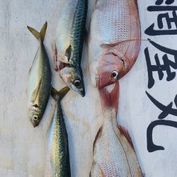 網屋丸 釣果