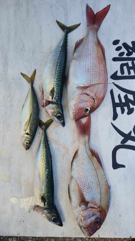 網屋丸 釣果