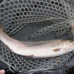 フィッシングレイクたかみや 釣果