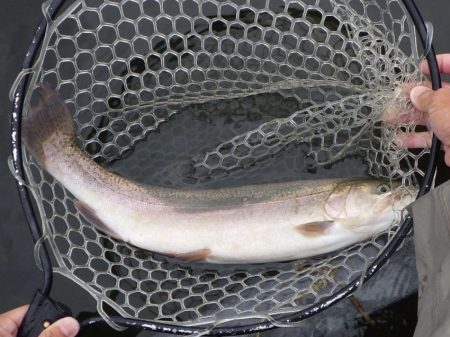 フィッシングレイクたかみや 釣果