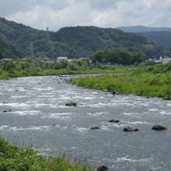 狩野川(狩野川漁業協同組合) 釣果