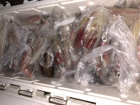 幸風（さちかぜ） 釣果